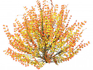 Hamamelis vernalis a 3D Masterpiece for All Seasons Modelo 3D