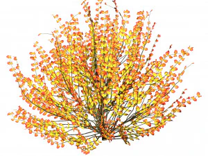 Hamamelis vernalis a 3D Masterpiece for All Seasons 3D Model