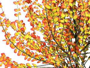 Hamamelis vernalis a 3D Masterpiece for All Seasons Modelo 3D