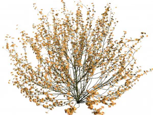 Hamamelis vernalis a 3D Masterpiece for All Seasons 3D Model