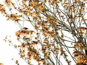 Hamamelis vernalis a 3D Masterpiece for All Seasons Modelo 3D