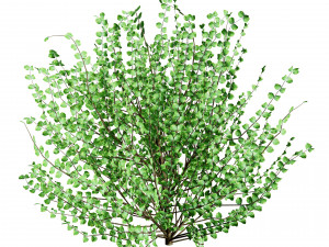 Hamamelis vernalis a 3D Masterpiece for All Seasons Modelo 3D