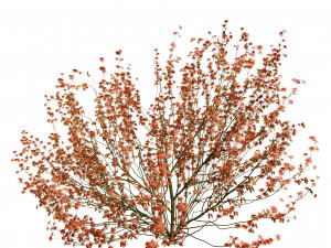 Hamamelis vernalis a 3D Masterpiece for All Seasons Modelo 3D