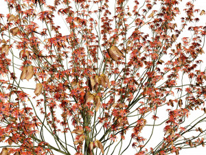 Hamamelis vernalis a 3D Masterpiece for All Seasons Modelo 3D