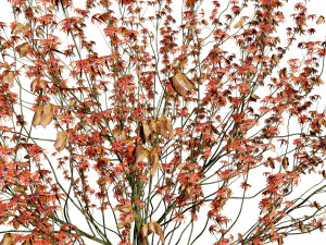 Hamamelis vernalis a 3D Masterpiece for All Seasons 3D Model