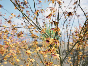 Hamamelis vernalis a 3D Masterpiece for All Seasons 3D Model