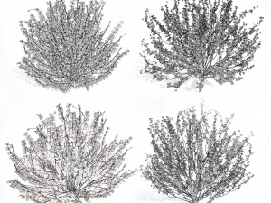 Hamamelis vernalis a 3D Masterpiece for All Seasons Modelo 3D
