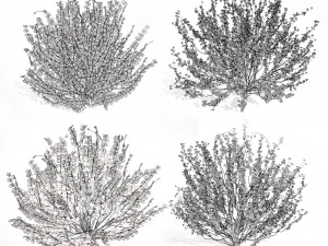 Hamamelis vernalis a 3D Masterpiece for All Seasons 3D Model