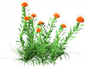 7 Pincushion Blooms collection 3D Model