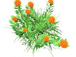 7 Pincushion Blooms collection 3Dモデル