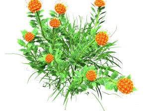 7 Pincushion Blooms collection 3D Model