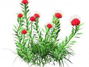 7 Pincushion Blooms collection 3D Model