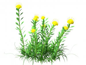 7 Pincushion Blooms collection 3D Model