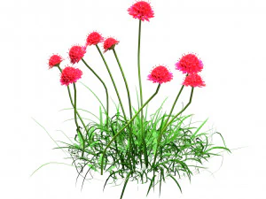 7 Pincushion Blooms collection 3D Model