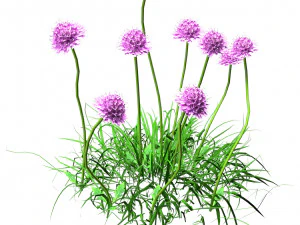 7 Pincushion Blooms collection 3D Model