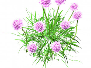7 Pincushion Blooms collection 3Dモデル