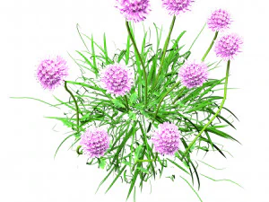 7 Pincushion Blooms collection 3D Model