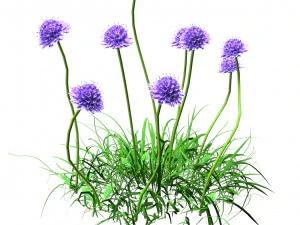 7 Pincushion Blooms collection 3D Model