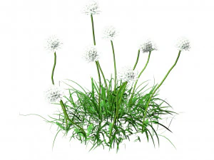 7 Pincushion Blooms collection 3D Model