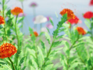 7 Pincushion Blooms collection 3D Model