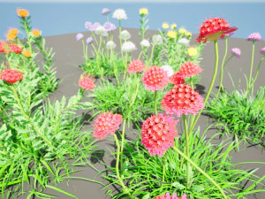 7 Pincushion Blooms collection 3D Model