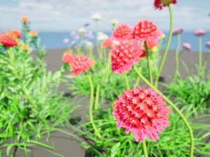 7 Pincushion Blooms collection 3D Model