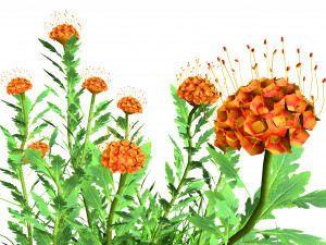 7 Pincushion Blooms collection 3Dモデル