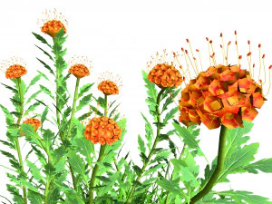 7 Pincushion Blooms collection 3D Model
