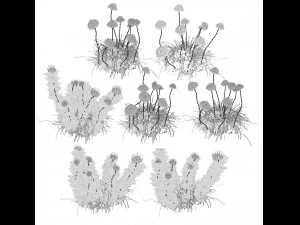 7 Pincushion Blooms collection 3D Model