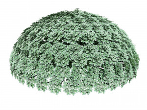 Silver Mound Artemisia 3D मॉडल