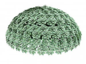 Silver Mound Artemisia 3D Model