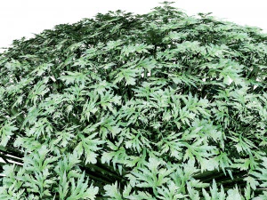 Silver Mound Artemisia 3D Model