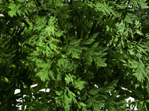 Silver Mound Artemisia 3D मॉडल