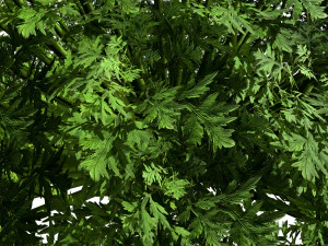 Silver Mound Artemisia 3D Model