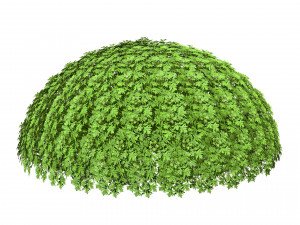 Silver Mound Artemisia 3D मॉडल