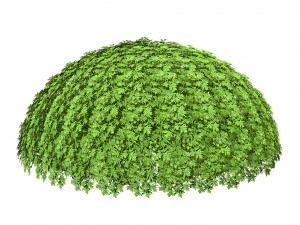 Silver Mound Artemisia 3D Model