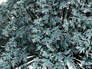 Silver Mound Artemisia 3D मॉडल