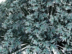 Silver Mound Artemisia 3D Model