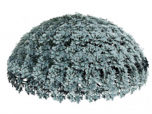 Silver Mound Artemisia 3D मॉडल