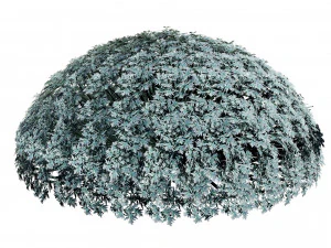 Silver Mound Artemisia 3D Model