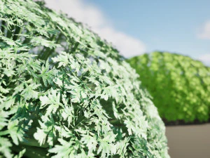 Silver Mound Artemisia 3D Model