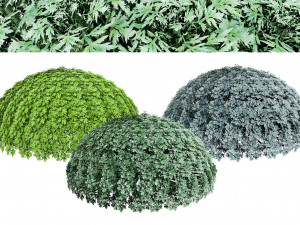 Silver Mound Artemisia 3D Модель