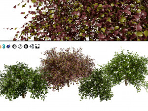 Pagoda dogwood shrubs 3D Model