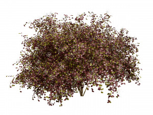 Pagoda dogwood shrubs Modello 3D