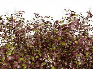 Pagoda dogwood shrubs Modello 3D