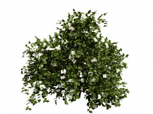 Pagoda dogwood shrubs Modello 3D