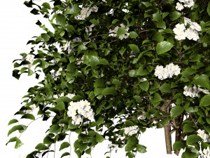 Pagoda dogwood shrubs Modello 3D