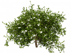 Pagoda dogwood shrubs Modello 3D