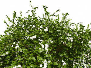 Pagoda dogwood shrubs Modello 3D