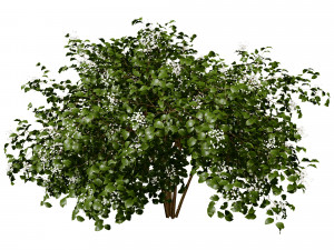 Pagoda dogwood shrubs Modello 3D